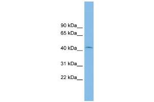 WB Suggested Anti-RIBC1 Antibody Titration: 0. (RIBC1 antibody  (Middle Region))