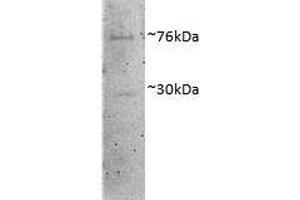 ABIN1782135 (1µg/ml) staining of Porcine MII Oocytes lysate (35µg protein in RIPA buffer). (DVL1 antibody  (AA 20-32))