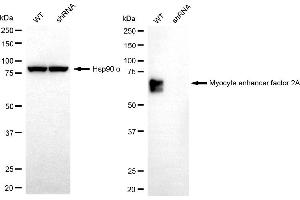 Western blotting analysis using myocyte enhancer factor 2A antibody (ABIN7799515).