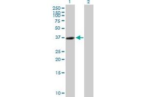 Western Blot analysis of C14orf106 expression in transfected 293T cell line by C14orf106 MaxPab polyclonal antibody. (MIS18 Binding Protein 1 (MIS18BP1) (AA 1-314) antibody)