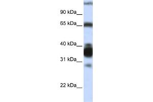 WB Suggested Anti-ARG1 Antibody Titration:  0. (Liver Arginase antibody  (N-Term))