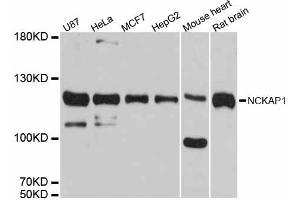 Western blot analysis of extracts of various cell lines, using NCKAP1 antibody (ABIN6292466) at 1:3000 dilution.