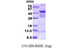 BUB3 Protein (His tag)