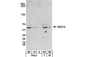 Western Blotting (WB) image for anti-DEAD (Asp-Glu-Ala-As) Box Polypeptide 19B (DDX19B) (AA 400-450) antibody (ABIN7451581)