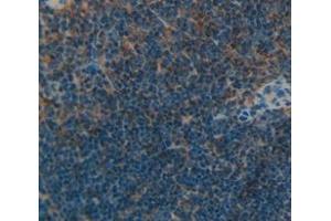 IHC-P analysis of Mouse Tissue, with DAB staining. (LAT antibody  (AA 30-237))