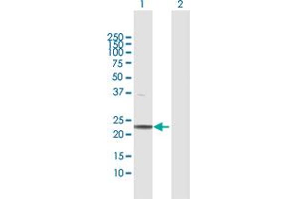 WARS2 antibody  (AA 1-220)
