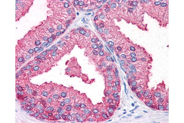 OSTC antibody  (Internal Region)