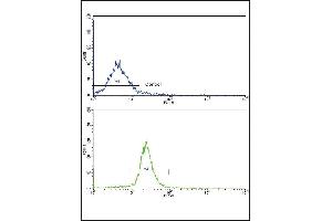 Flow Cytometry (FACS) image for anti-Actin Related Protein 2/3 Complex, Subunit 1A, 41kDa (ARPC1A) (AA 286-315), (C-Term) antibody (ABIN390417)