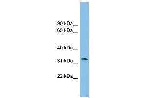 ZPBP2 antibody used at 1 ug/ml to detect target protein. (ZPBP2 antibody  (Middle Region))
