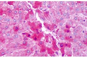 Anti-Hemopexin antibody IHC staining of human liver, hepatocytes. (Hemopexin antibody)