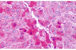 Anti-Hemopexin antibody IHC staining of human liver, hepatocytes.