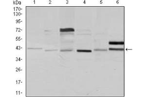 Western blot analysis using NCK1 antibody against Jurkat (1), HeLa (2), HEK293 (3), A431 (4), K562 (5), and COS7 (6) cell lysate. (NCK1 antibody)