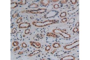 Used in DAB staining on fromalin fixed paraffin- embedded kidney tissue (WNT10B antibody  (AA 30-322))