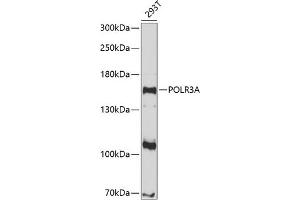 Western blot analysis of extracts of 293T cells, using POLR3A antibody (ABIN6132942, ABIN6145936, ABIN6145937 and ABIN6214957) at 1:1000 dilution. (POLR3A antibody  (AA 1-200))