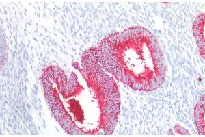 Immunohistochemistry staining of human uterus (paraffin-embedded sections) with anti-CD15 (MMA), 10 μg/mL. (CD15 antibody)