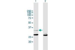 Western Blot analysis of YWHAZ expression in transfected 293T cell line by YWHAZ MaxPab polyclonal antibody. (14-3-3 zeta antibody  (AA 1-245))