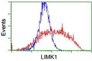 Image no. 10 for anti-LIM Domain Kinase 1 (LIMK1) antibody (ABIN1499147)