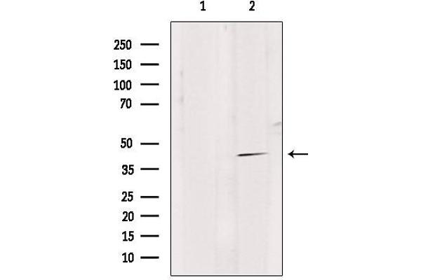 GPR4 antibody  (Internal Region)