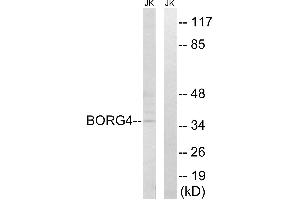 Western blot analysis of extracts from Jurkat cells, using BORG4 antibody. (CDC42EP4 antibody)