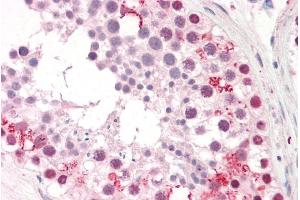 ABIN185369 (10µg/ml) staining of paraffin embedded Human Testis. (PUM2 antibody  (Internal Region))