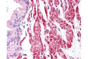 Anti-Beta Actin antibody IHC of human prostate. (beta Actin antibody  (C-Term))