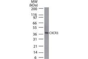 Image no. 1 for anti-Chemokine (C-X-C Motif) Receptor 3 (CXCR3) (AA 290-303) antibody (ABIN960122) (CXCR3 antibody  (AA 290-303))