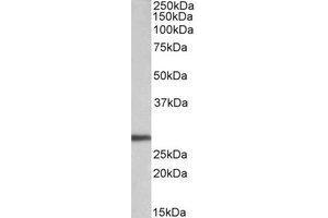 AP23228PU-N ARTN antibody staining of HEK293 lysate at 0. (ARTN antibody  (Internal Region))