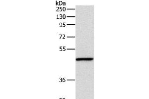 Western Blot analysis of Mouse fat tissue using INHBA Polyclonal Antibody at dilution of 1:1000 (INHBA antibody)