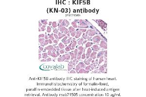 Image no. 2 for anti-Kinesin Family Member 5B (KIF5B) antibody (ABIN1724174) (KIF5B antibody)