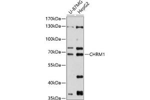 Western blot analysis of extracts of various cell lines, using CHRM1 antibody (ABIN6134285, ABIN6138562, ABIN6138564 and ABIN6215932) at 1:1000 dilution. (CHRM1 antibody  (C-Term))