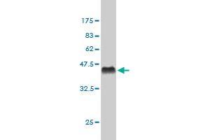 Western Blot detection against Immunogen (37.