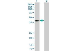 Western Blot analysis of MFGE8 expression in transfected 293T cell line by MFGE8 MaxPab polyclonal antibody. (MFGE8 antibody  (AA 1-387))