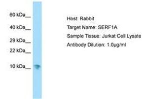 Image no. 1 for anti-Small EDRK-Rich Factor 1A (Telomeric) (SERF1A) (AA 11-60) antibody (ABIN6750136)