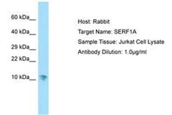 SERF1A 抗体  (AA 11-60)