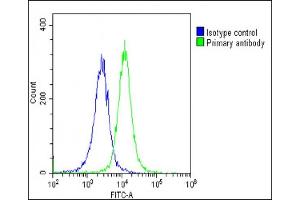 Overlay histogram showing Hela cells stained with (green line). (IL1RAP antibody  (AA 279-313))