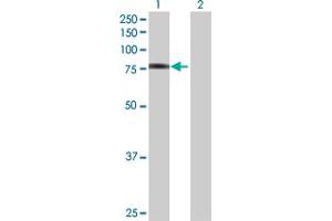 Western Blot analysis of FBLN1 expression in transfected 293T cell line by FBLN1 MaxPab polyclonal antibody. (Fibulin 1 antibody  (AA 1-683))