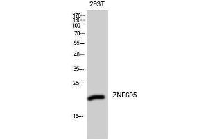 Western Blotting (WB) image for anti-Zinc Finger Protein 695 (ZNF695) (Internal Region) antibody (ABIN3187566)