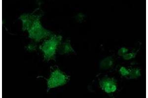 Anti-MGRN1 mouse monoclonal antibody (ABIN2454428) immunofluorescent staining of COS7 cells transiently transfected by pCMV6-ENTRY MGRN1 (RC208284). (Mahogunin RING Finger Protein 1 antibody)