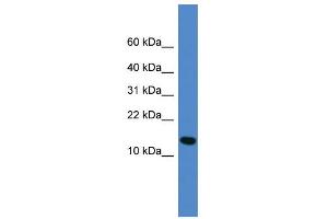 WB Suggested Anti-UFM1 Antibody Titration: 0.