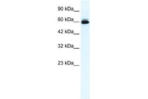 KCNH5 antibody used at 0. (KCNH5 antibody)