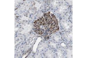 Immunohistochemical staining of human kidney with EMP2 polyclonal antibody  shows strong cytoplasmic positivity in cells in glomeruli. (EMP2 antibody)