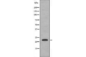 Western blot analysis of extracts from RAW264. (CEBPG antibody  (Internal Region))