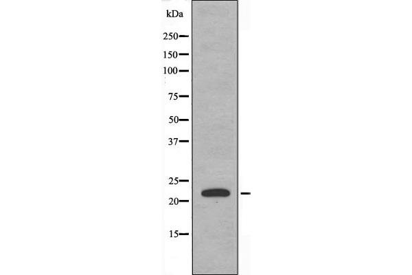 CEBPG antibody  (Internal Region)