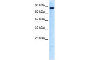 Western Blotting (WB) image for anti-Ubiquitin-Like with PHD and Ring Finger Domains 2, E3 Ubiquitin Protein Ligase (UHRF2) antibody (ABIN2461046) (UHRF2 antibody)