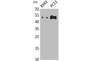 Western Blot analysis of K562, PC12 cells using Tubulin α Polyclonal Antibody. (TUBA1A/TUBA1B/TUBA1C/TUBA3C/TUBA4A antibody)