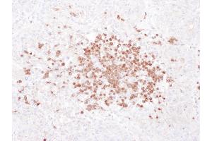 Immunohistochemistry (IHC) image for anti-Stomatin (STOM) (AA 238-288) antibody (ABIN7455033) (Stomatin antibody  (AA 238-288))