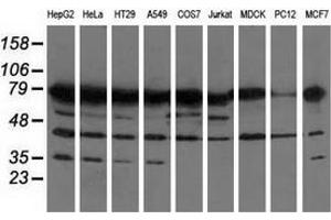 Western blot analysis of extracts (35 µg) from 9 different cell lines by using anti-PUS7 monoclonal antibody. (PUS7 antibody)