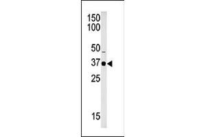 Western blot analysis of anti-SET7 Pab (ABIN387998 and ABIN2845290) in mouse brain tissue lysate (35 μg/lane). (SET7 antibody  (C-Term))