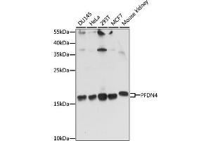 Western blot analysis of extracts of various cell lines, using PFDN4 antibody (ABIN7269508) at 1:1000 dilution. (PFDN4 antibody  (AA 1-134))