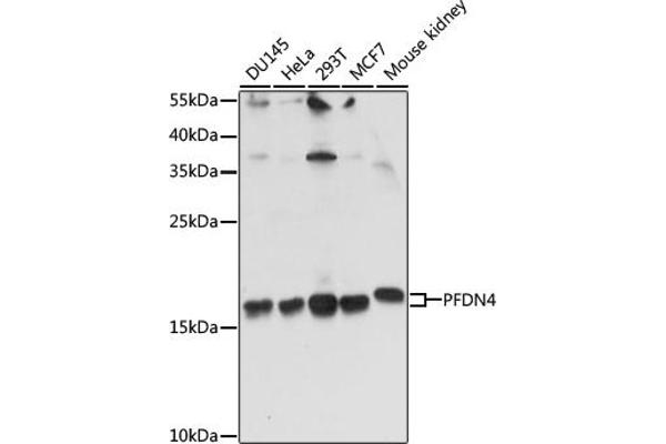 PFDN4 antibody  (AA 1-134)